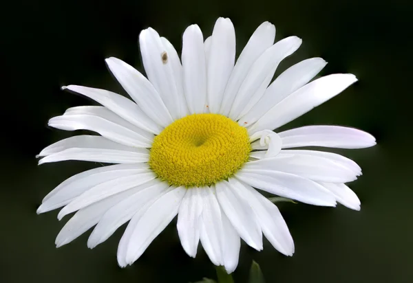 Daisy Closeup — Stock Photo, Image