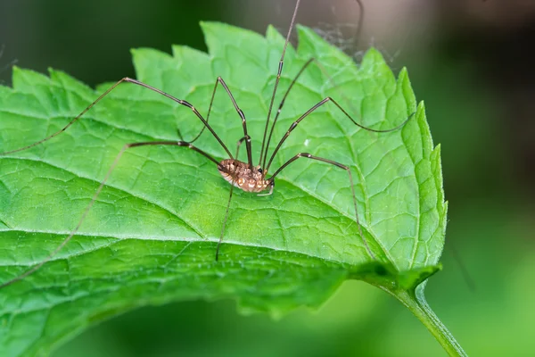 Harvestmen örümcek — Stok fotoğraf