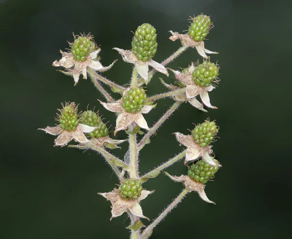 Reife Himbeeren — Stockfoto