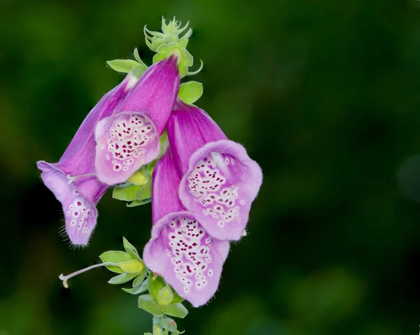 Lila Glockenblumen Fingerhut — Stockfoto