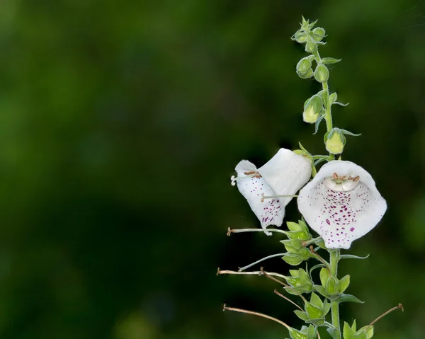 White Bell Flowers Foxglove — Stock Photo, Image