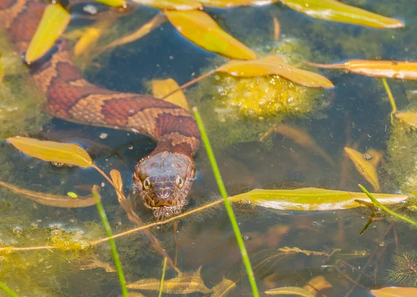 Cobra de água — Fotografia de Stock