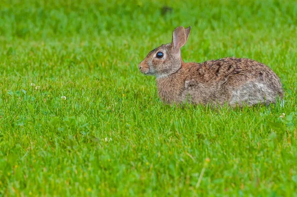 Cottontail Rabbit — Stock Photo, Image