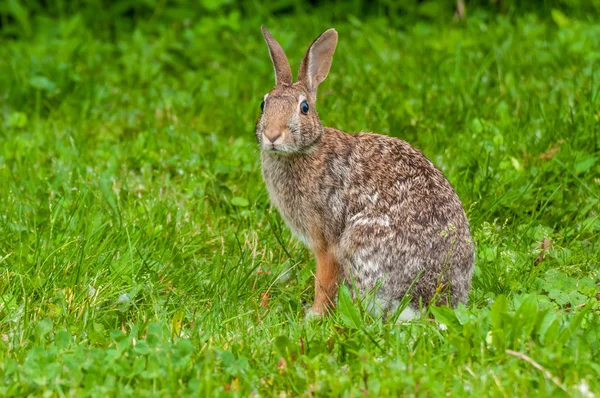 Cottontail 토끼 — 스톡 사진