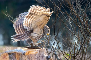 Parmaklıklı Baykuş ileriye bakan bir ağaç dalına tünemiş.