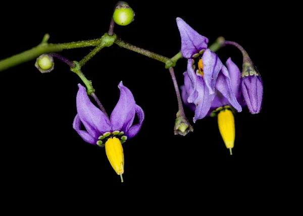 Une fleur de chicorée — Photo