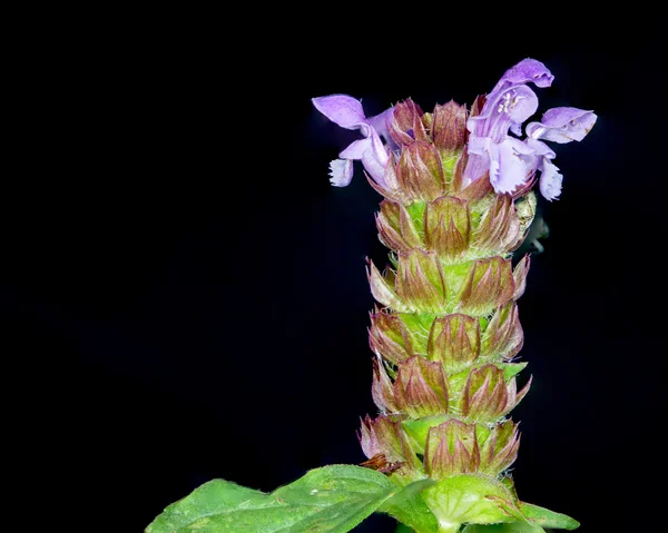 A Chicory Blossom — Stock Photo, Image