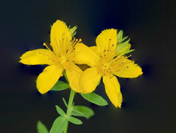 St. Johnswort Wild Flower — Stockfoto