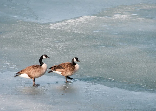 Walking Canada Goose — Stock Photo, Image
