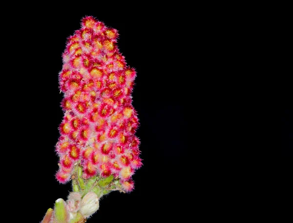 Eine Sumach-Blume — Stockfoto