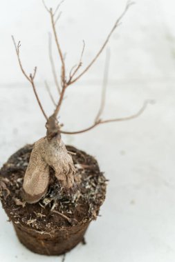 Saksıda ölü bir bitki var. 