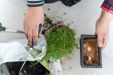 Kadınların elleri yeni bir saksıya bitki naklediyor..