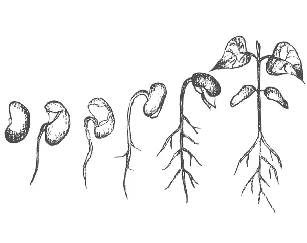 Seed germination geïsoleerd op wit — Stockvector