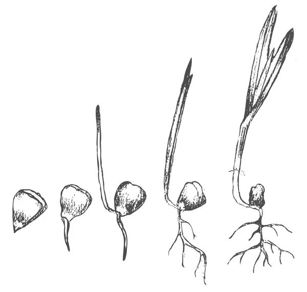 Germinación de semillas aislada en blanco — Vector de stock