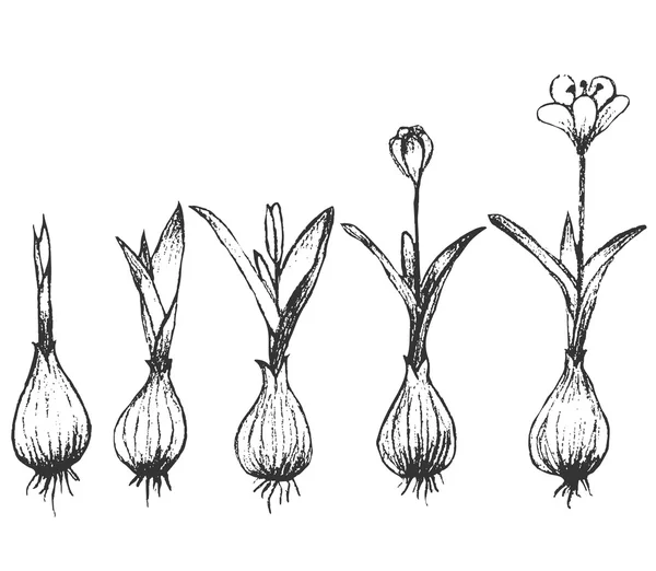 Germination des graines isolées sur blanc — Image vectorielle