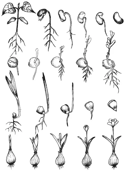 白で隔離種子の発芽 — ストックベクタ