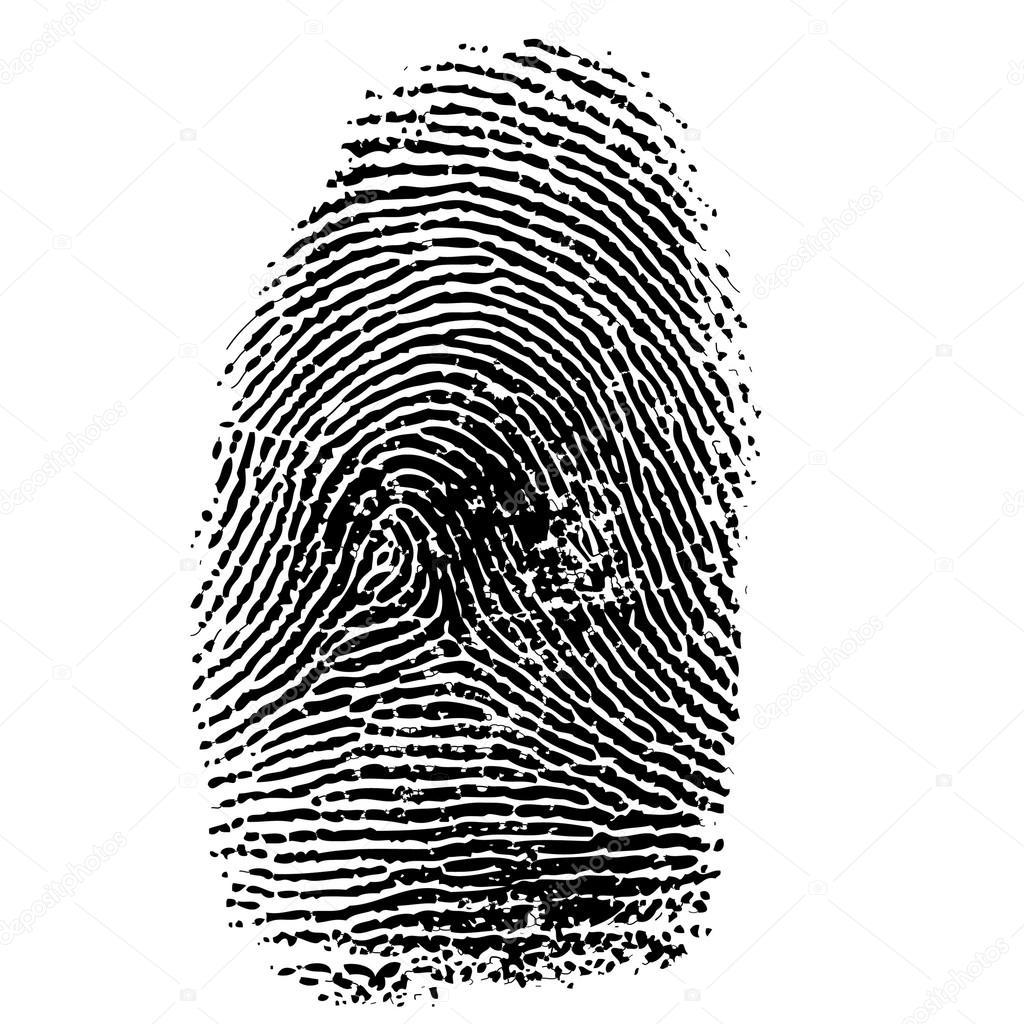 Vector illustration of fingerprint