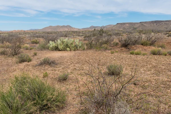 Arizona desert landscape — Stock Photo, Image