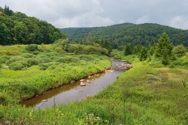 Shavers Fork — Stock Photo, Image