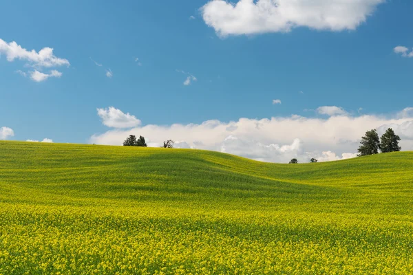 Raps — Stockfoto