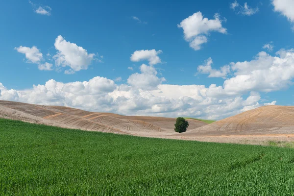 Tree and wheat — Stockfoto