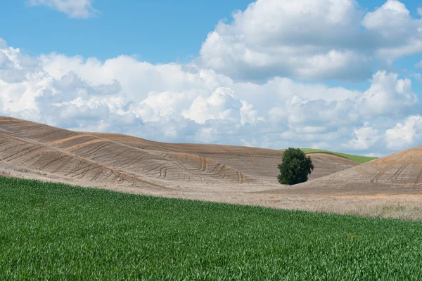 Tree and wheat — Stockfoto