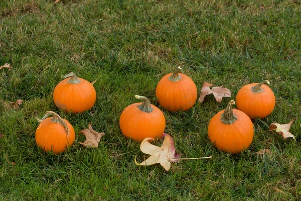 Pumpkins — Stock Photo, Image