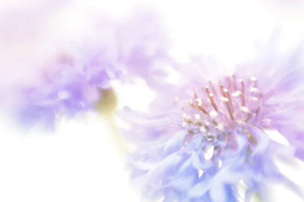 Soft focus cornflower background. Made with lens-baby and macro- — Stock Photo, Image