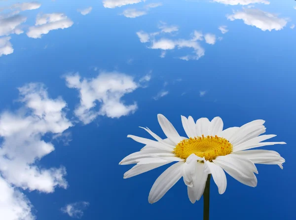 Chamomile and sky — Stock Photo, Image