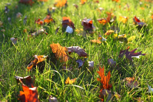 草に秋の葉 — ストック写真
