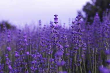 Lavender flowers in field clipart