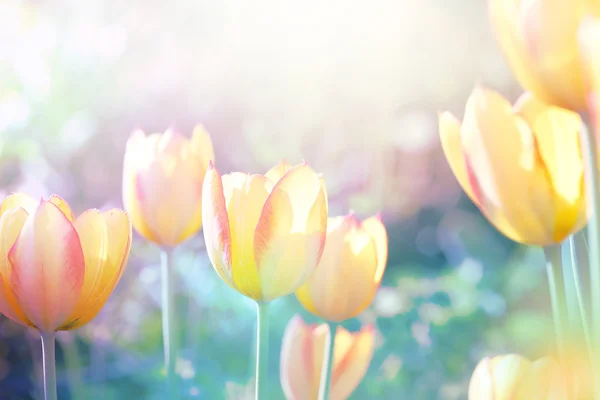 Природа. Цветение тюльпанов мягкого фокуса . — стоковое фото