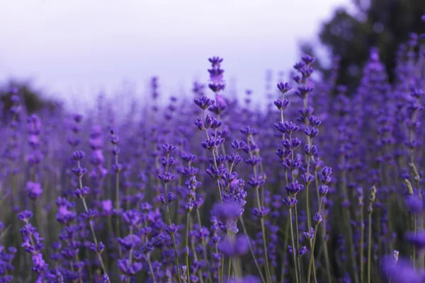 Lavendel in veld — Stockfoto