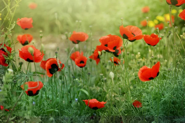草の赤いケシの花 — ストック写真