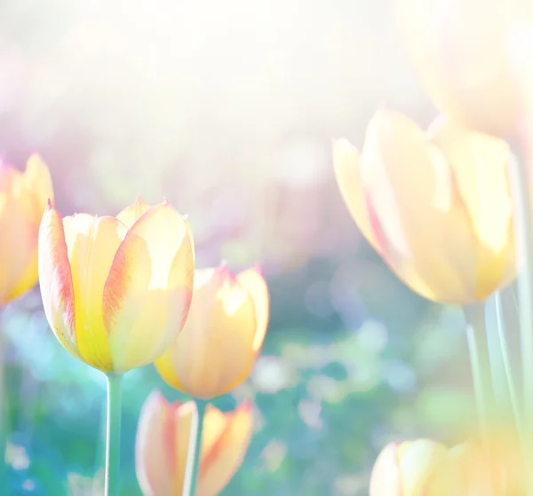 Sfondo naturale. Fiori di tulipani a fuoco morbido in fiore . — Foto Stock