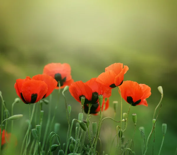 在草丛中的红色罂粟花 — 图库照片