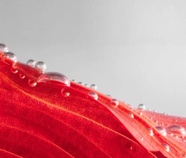 Red autumn leaf with drops — Stock Photo, Image