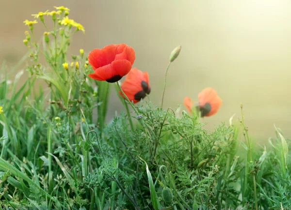 Klaproos bloem in gras — Stockfoto