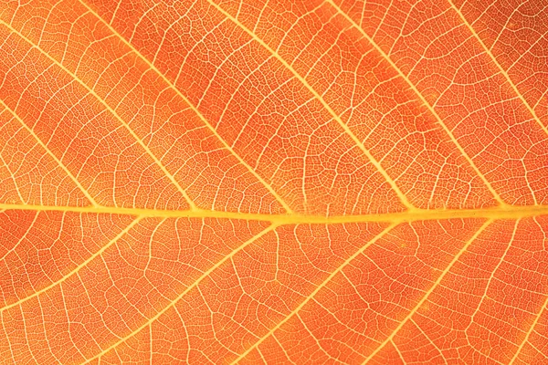 Fundo de folha laranja — Fotografia de Stock