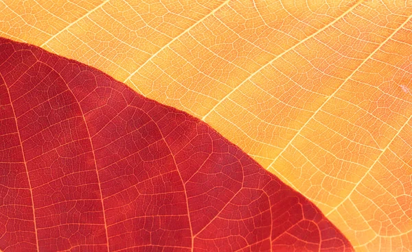 Fondo de hoja de otoño — Foto de Stock