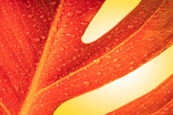 Hoja roja de otoño con gotas — Foto de Stock