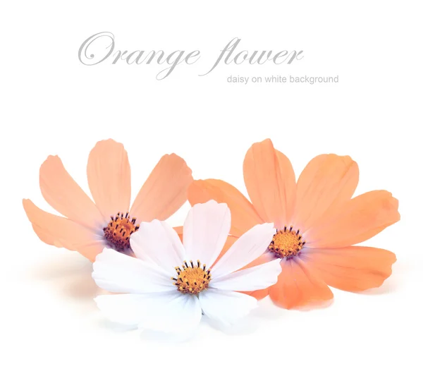 Pomarańczowy stokrotka kwiat na białym tle — Zdjęcie stockowe
