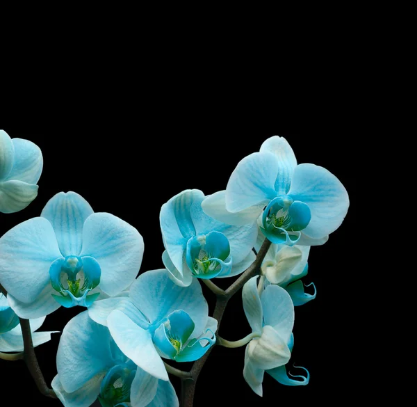 blue orchid flower on black