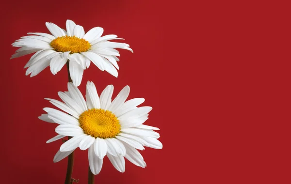 Flor de manzanillas en rojo — Foto de Stock