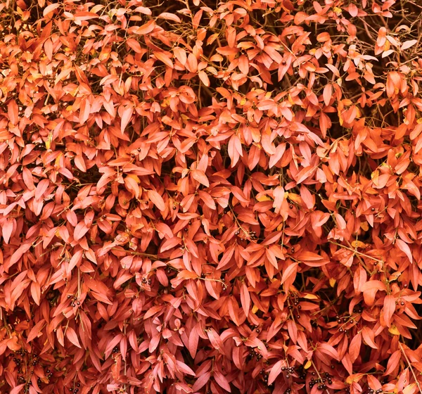 Hoja roja de otoño — Foto de Stock