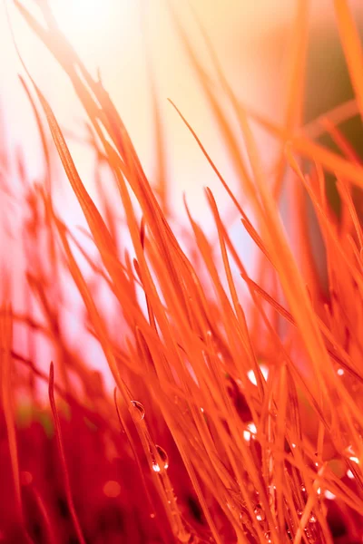 Autumn red grass with water drops. — Stock Photo, Image