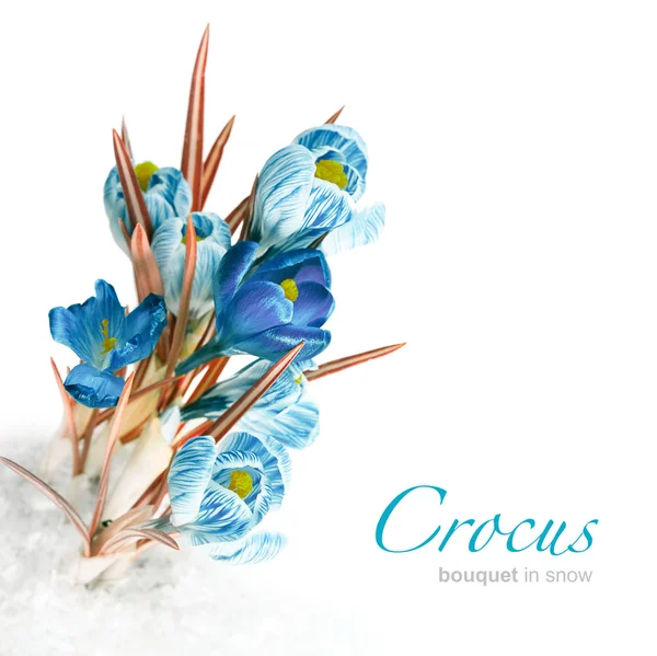 Spring crocus flower in snow — Stock Photo, Image