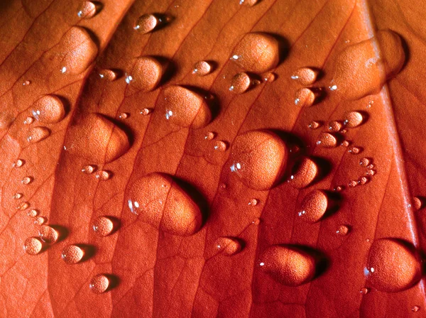 Красный осенний лист фона с каплями — стоковое фото