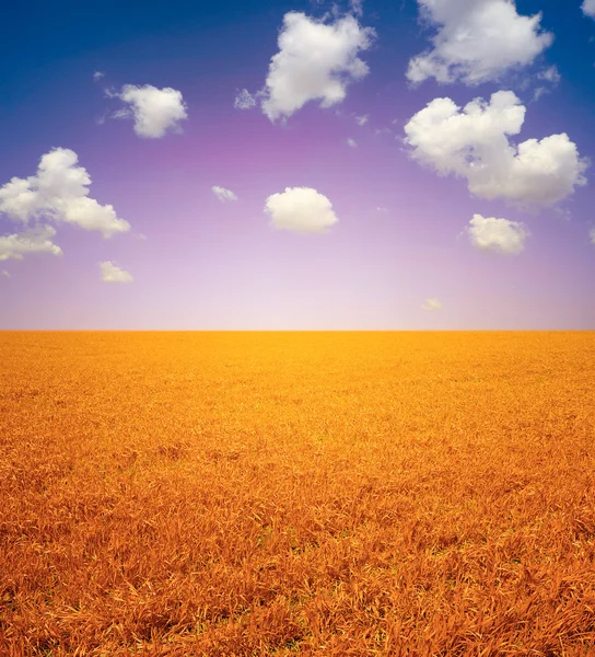 Wheat field landscape — Stock Photo, Image