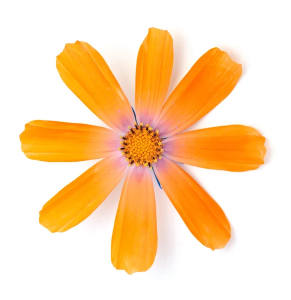 Orange blomma på vit — Stockfoto